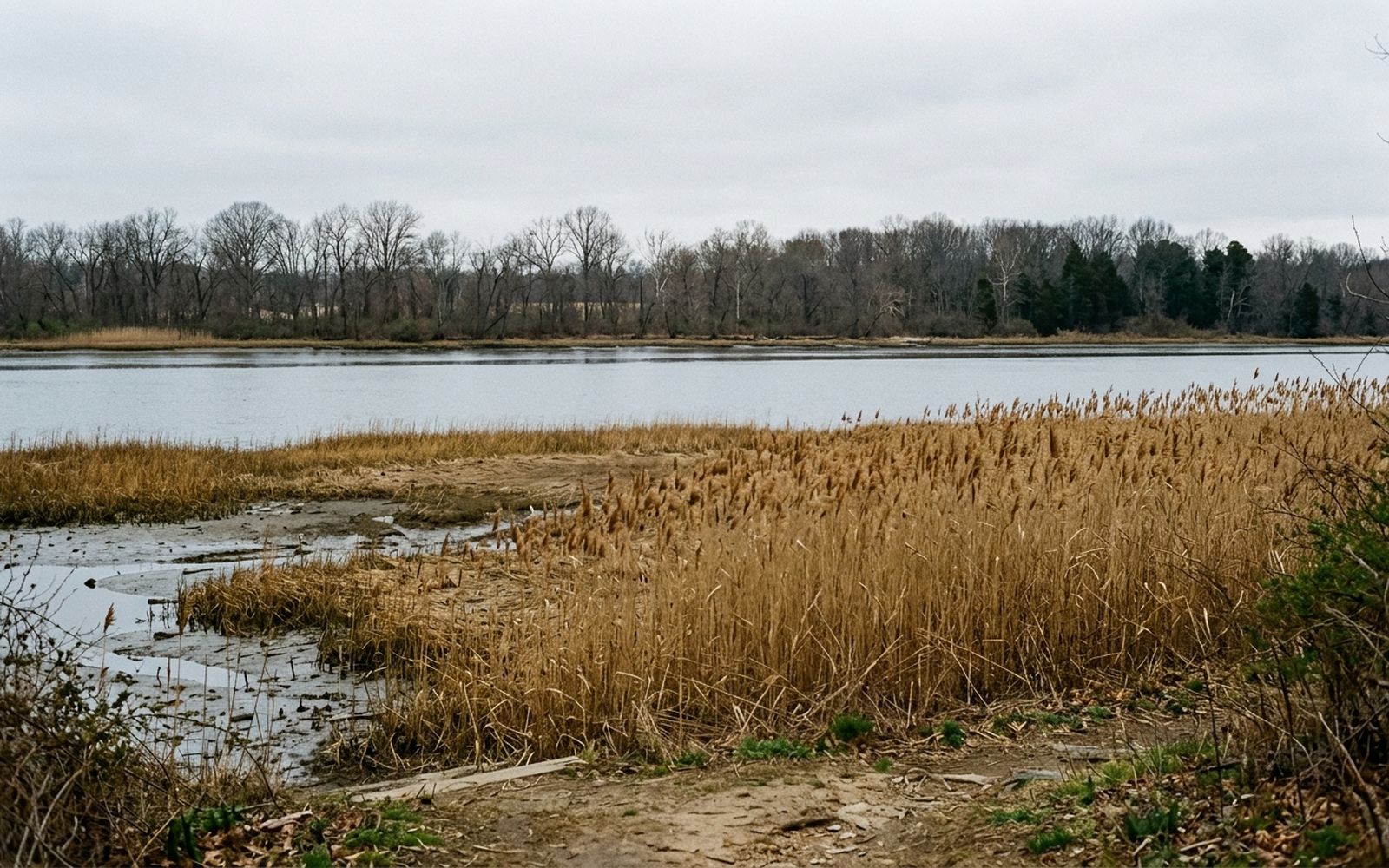 A tidal river seen across a broad reed marsh in spring, flat water, bare distant trees and a low grey sky, no people or vessels in frame